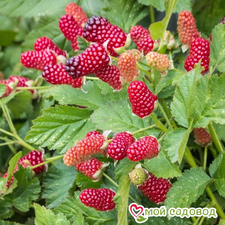 Ежемалина Логанберри