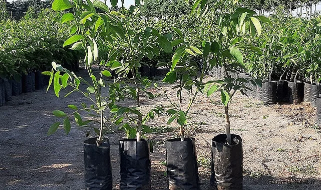 Грецкий Орех Ликонс